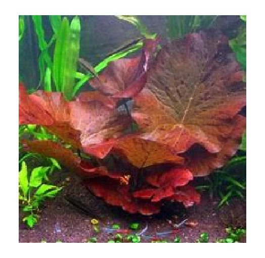 Lotus tiger red/rouge nenuphar plante aquarium