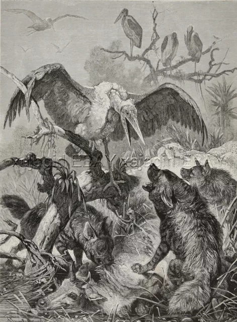 Hyena Vs Marabou Stork Bird, Hyaena Kill Cow Large 1880s Antique Print & Article
