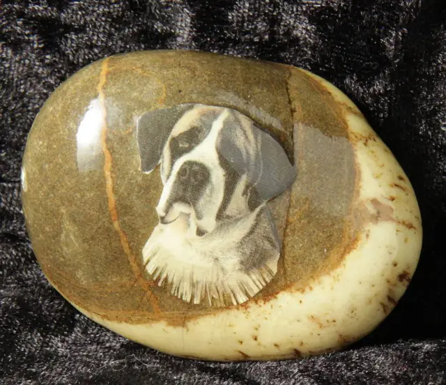 Saint St Bernard decorated small pebble pedigree dog working breed