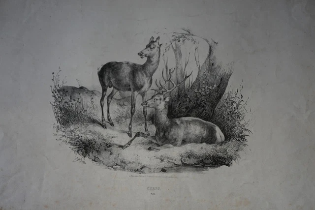 Victor ADAM (1801-1866), CHASSE AU CERF, LITHOGRAPHIE REHAUSSEE D'AQUARELLE