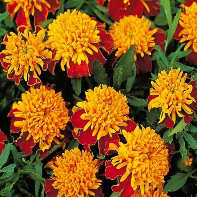 Marigold Tiger Eyes - Tagates -  Appx 200 seeds - Annual