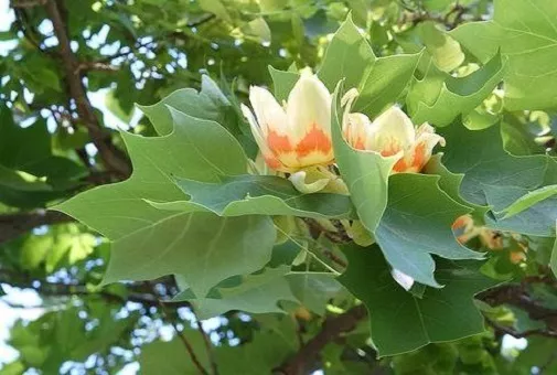 Tulpen Baum Samen blühende winterharte Hecken Stauden Blumen Deko für den Garten