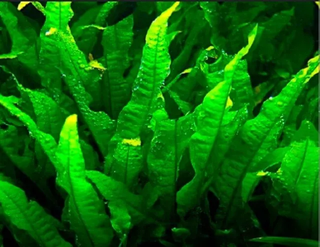 Java Fern Beautiful Tropical Oxygenating Healthy Aquarium Plants Aquatic Shrimp