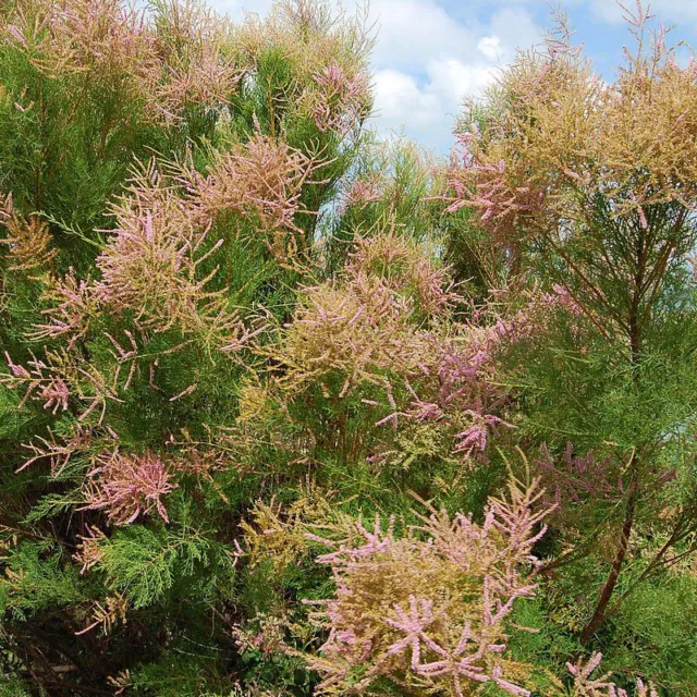 Tamarix africana - Tamaris de printemps blanc rose