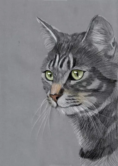 Original coloured pencil artwork drawing art picture soulful Grey Tabby Cat