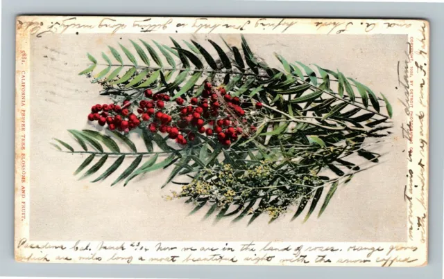 California Pepper, Tree Blossoms And Fruit, c1904 Vintage Postcard