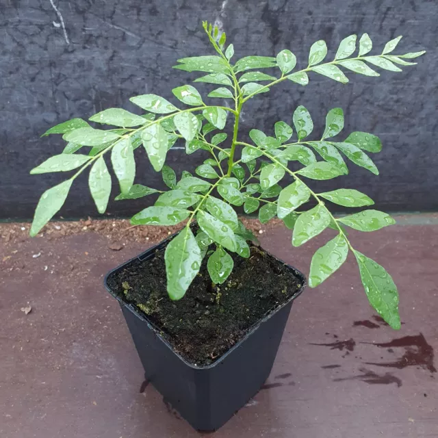 Kaloupilé Caloupi Feuille Arbre Plante à Curry - Murraya / Bergera Koenigii