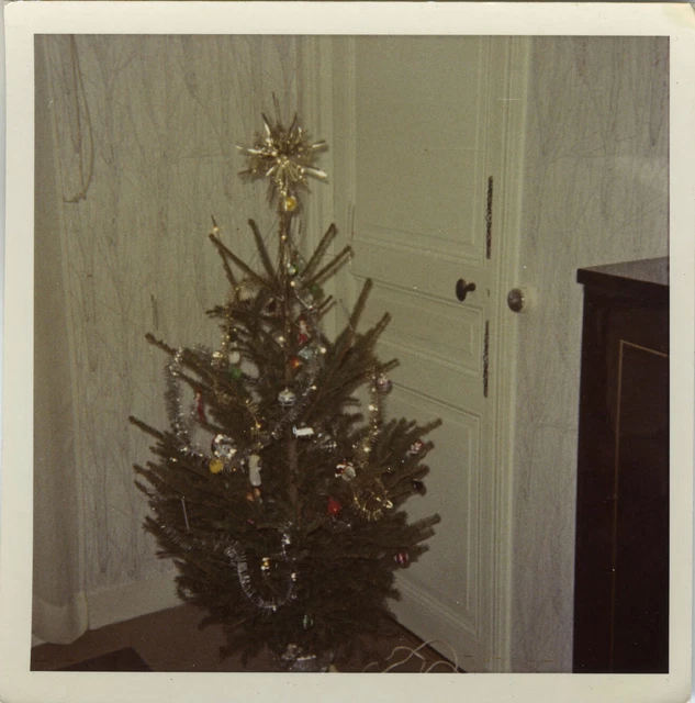 Photo Ancienne - Vintage Snapshot - Curiosité Sapin Noël Arbre - Christmas Tree