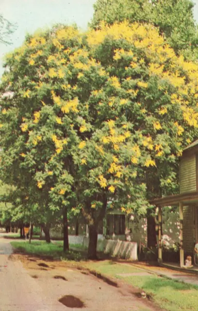 Postcard Golden Rain Tree New Harmony Indiana (Koelreuteria Paniculata) Oriental