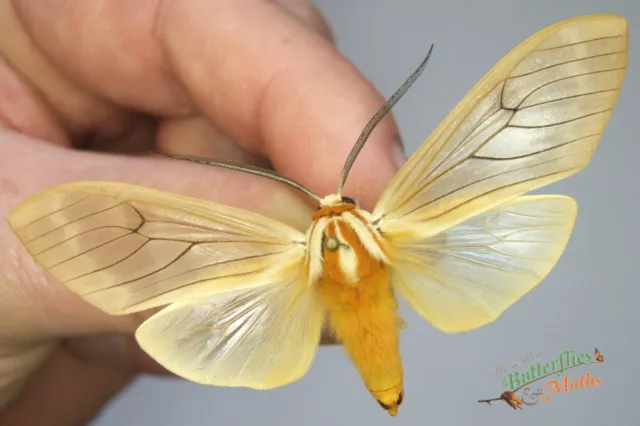 Amastus aconia Transparent tropical moth A1- SET x1 Entomology insect specimen