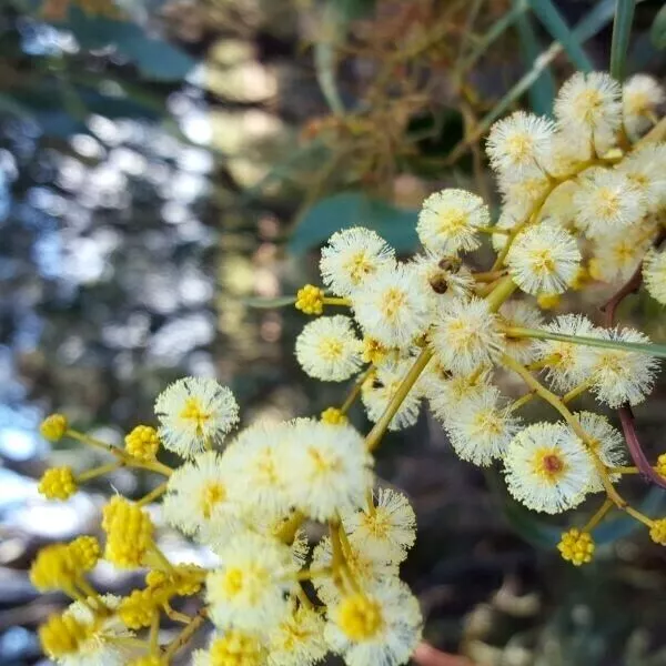 5 X Rare,Edible,Manna Gum Wattle Seeds,Acacia Microbotrya,Bush Tucker,Survival