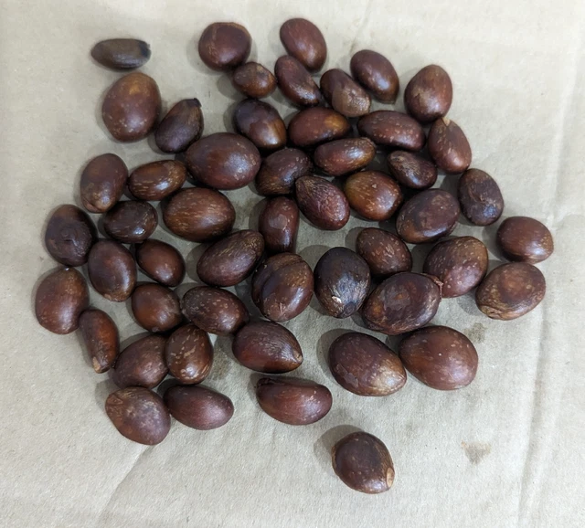35+ seeds Fresh Organic Loquat Fruit Tree
