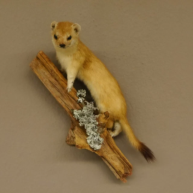 Armiño Verano Comadreja Preparado Longitud 25CM para Animales Taxidermy 89.2.65 3