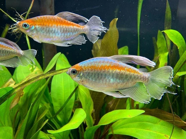 Congo Tetra - (Phenacogrammus interruptus) - Live Freshwater Fish
