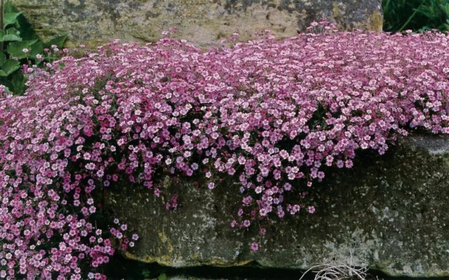 2 X 1 Litre Pots Gypsophila - Rosea Pretty Pink Flowers