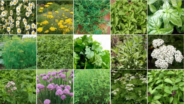 5500 Herb Seeds Collection kit - Grow a Medicinal & Culinary Herbs Garden 3