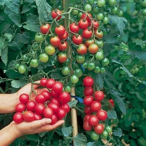 Tomato Cherry - Sweet Million - Top Quality 50 Seeds