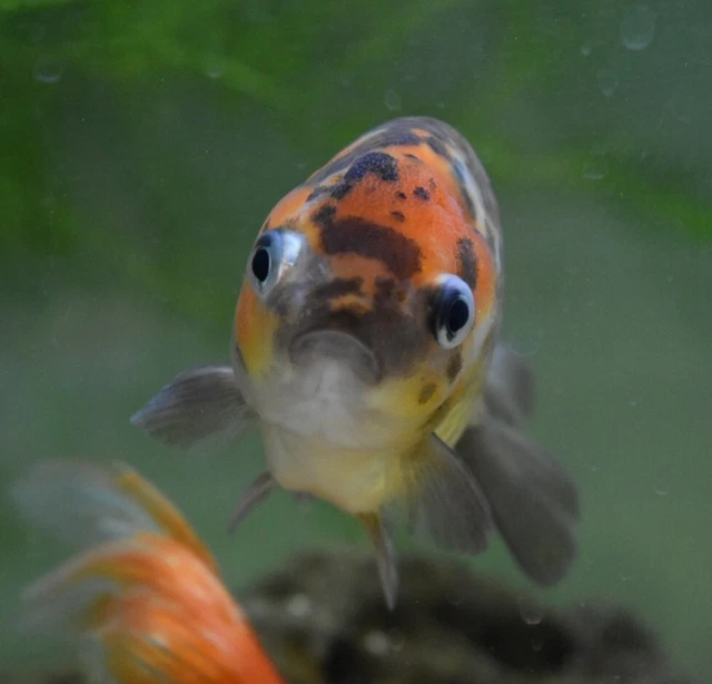 Live Calico Ranchu Fancy Goldfish (5" Freshwater Aquarium Fish) *PLS READ DESCR* 3