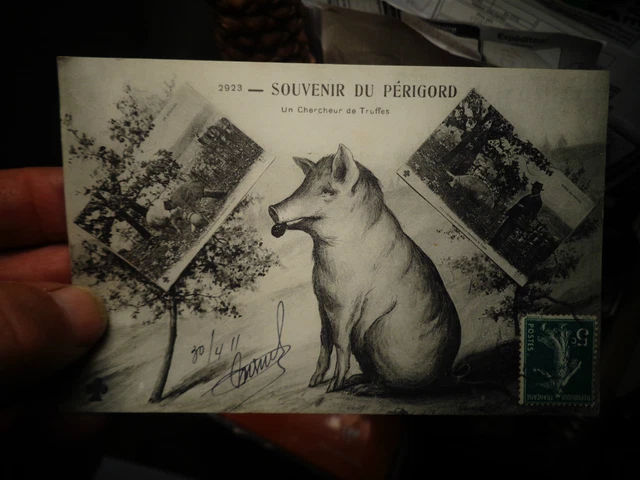 Cochon Truffier en Périgord ou " Un chercheur de Truffes " 1911