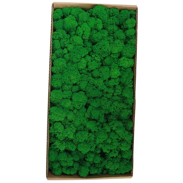 Musgo conservado decoración de pared musgo conservado real sin mantenimiento W7T5