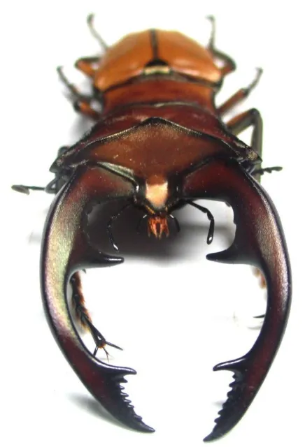 P001 BP | SL: Lucanidae: Cyclommatus alagari male 56mm************************