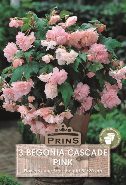 Begonia Cascade Pink Flowering WPC Prins Bulbs Pack x3 Bulbs/Tubers