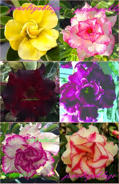 ¡NUEVO! "Hermosa rosa del desierto de adenio obesidad ""mixta"" 6 plantas ¡6 tipos!¡!