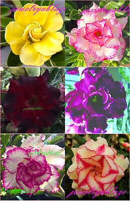 ! nuevo! Hermoso Adenium Obesum Rosa del desierto "mixta" 6 plantas 6 tipos!!!