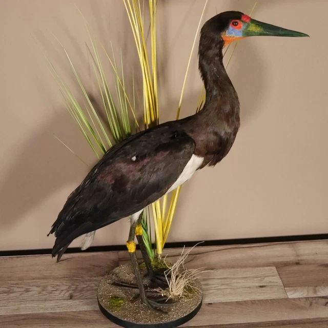 Abdimstorch Preparado Altura 66CM para Animales Con Genehmigung Vermarktung