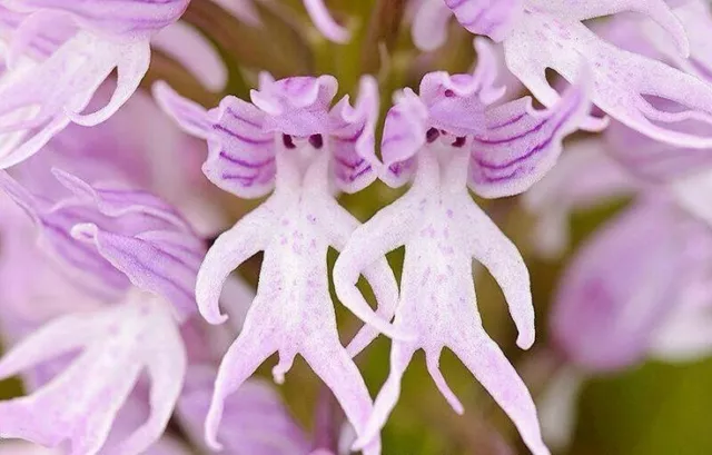 Orchis Italica - Naked Man Orchid, Italian Orchid Flower Seeds 5 10 20 40