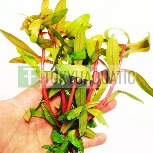 Golden Nesaea Pedicellata Bunch Live Aquarium Plant Aquatic Fish Tank Decoration