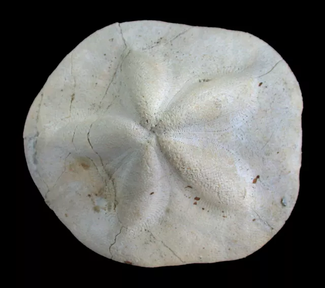 Miozän  Clypeaster portentosus  Sehr großer Seeigel  Cessaniti  Italien  43-4