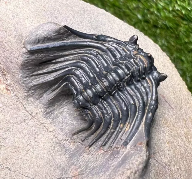 Trilobite Fossil Leonaspis - Foum Zguid, Morocco