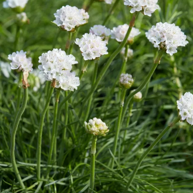 Armeria- Morning Star White, 20 seeds | TSC: Heirloom & OP seeds, non-GMO, Untre