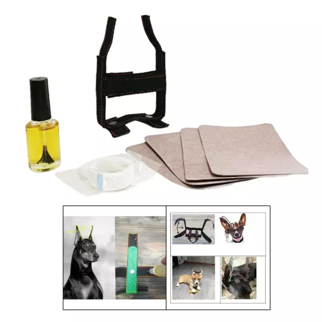 Pet Ear Stand Up Support Doberman Ear Posting  Pour Chiot Husky