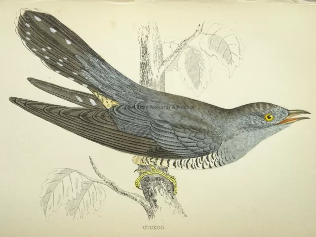 c1867 Antique Bird Print CUCKOO A History of British Birds by F.O. Morris