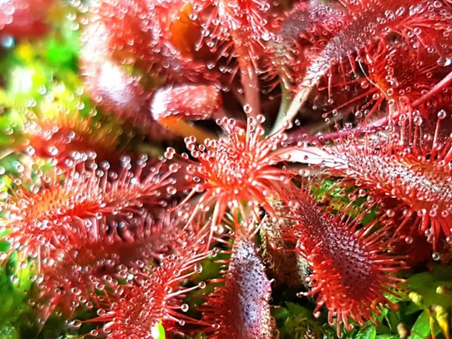 Drosera (Sundews) Carnivoruos Plant Seeds - Various Forms