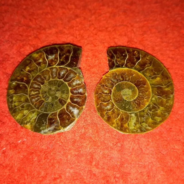 Perisphinctes Sp  Paar Ammonit Ammoniten Nr.K8 Fossil Madagaskar Natur Sakahara