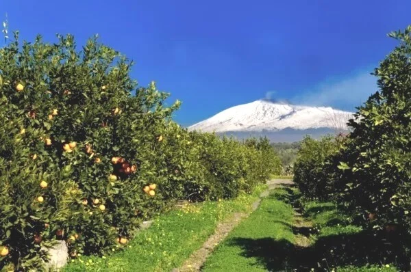 Arance di Sicilia bio Tarocco da Spremuta 30 Kg