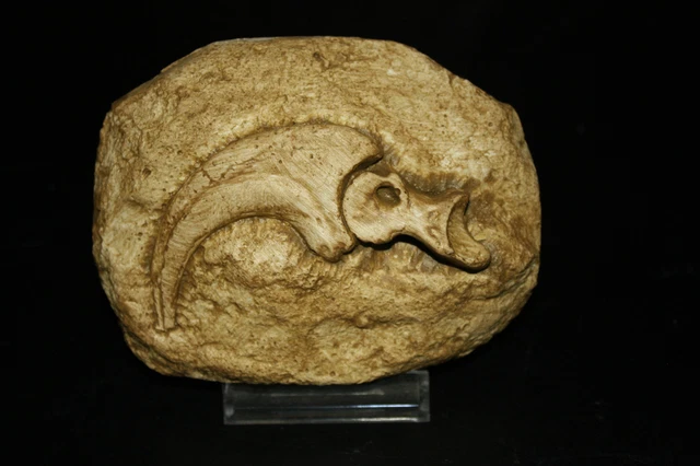 KRALLE, RAPTOR, VELOCIRAPTOR, Replik, Deko, Fossilien, Dino, EUR 9,20