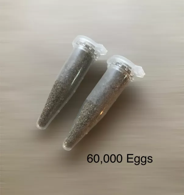 60,000 Fairy Shrimp eggs Food For New born Fish, Betta ,Guppy, Killifish 2