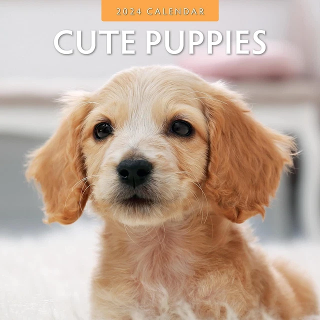 MIGNON CHIOTS 2024 Calendrier Mural Tout Neuf 73450 EUR 16,87