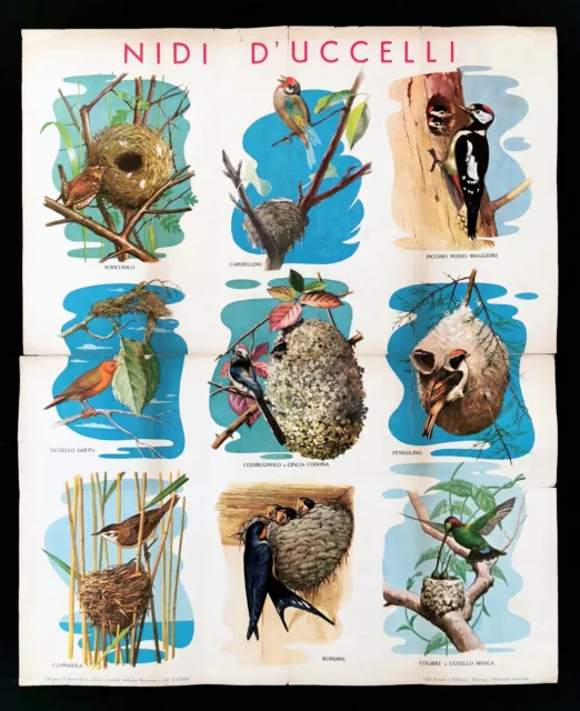 NIDI DI UCCELLI poster manifesto Cardellino Picchio Rondine Bird's Nests J20