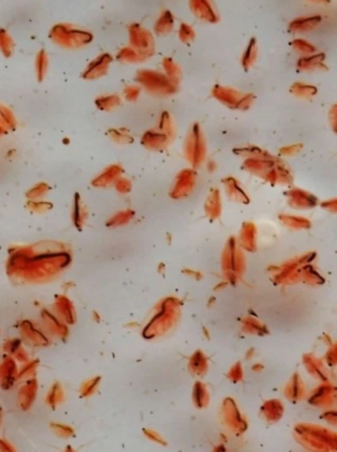 10+ Live Fish Food. Adult Daphnia magna-Water Fleas-live food