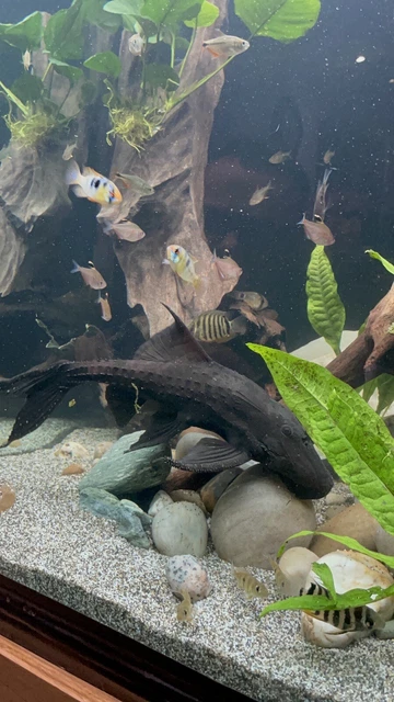 Large Adonis Pleco,  Acanthicus adonis