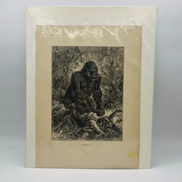 Vintage Gorilla Litho Print