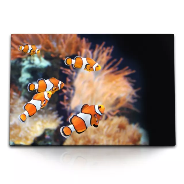 120x80cm Wandbild auf Leinwand Clownfische Bunte Fische Korallenriff unter Wasse