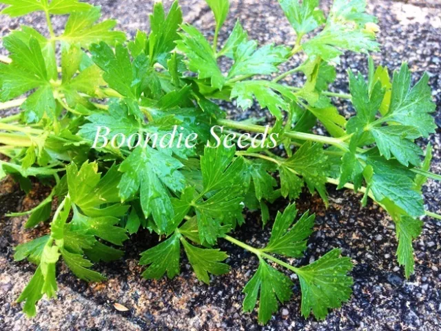 PARSLEY Italian 150+ seeds FLAT LEAF herb garden broad EASY continental parsley