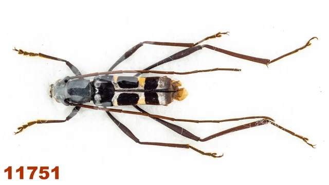 Cerambycidae: Acrocyrtidus sp.   A-, 11 mm, 1 pc