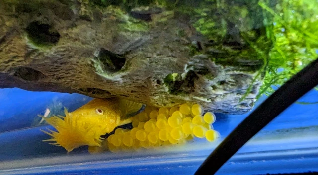 Albino Bristle Nose Bushy  Pleco 1 1/2 inch